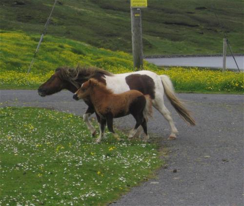 Pferd-Shetlandpony002